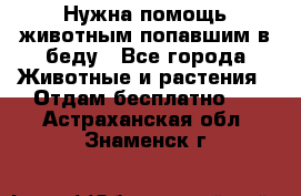 Нужна помощь животным попавшим в беду - Все города Животные и растения » Отдам бесплатно   . Астраханская обл.,Знаменск г.